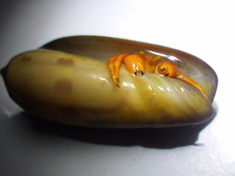 フチドリワモンヤドカリ21　Ciliopagurus shebae