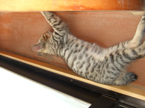 猫１.JPG