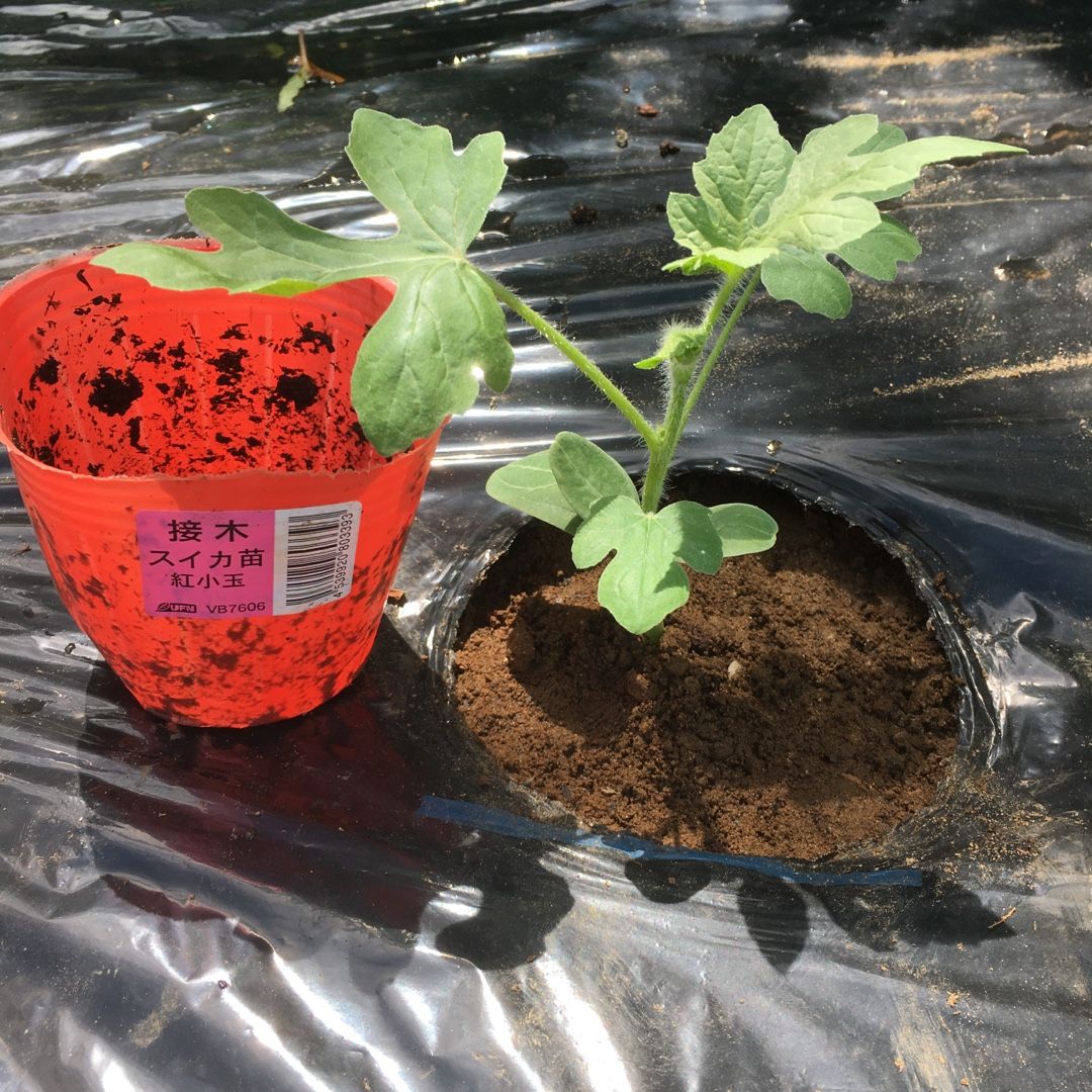 スイカ苗植えとサトイモの発芽 Futtutyの菜園ブログ 楽天ブログ