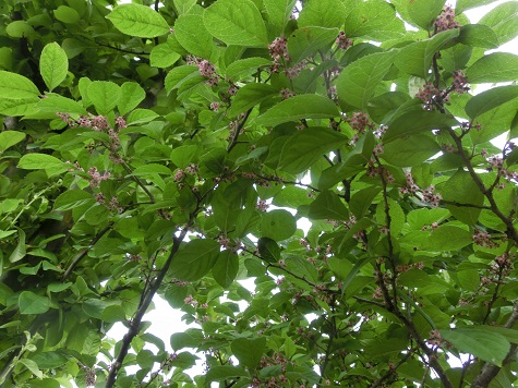 ウメモドキの花