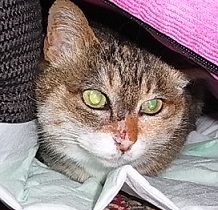 みいこです
