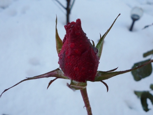 P1150685 (500x374).jpg