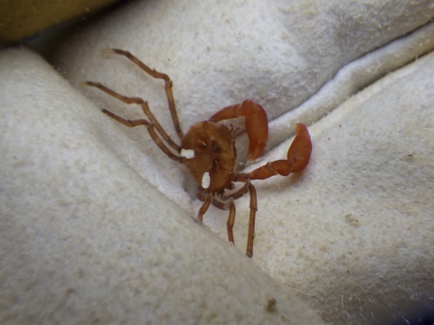 串本磯採集2016年7月中旬28　ヒメソバガラガニ（Elamena truncata）