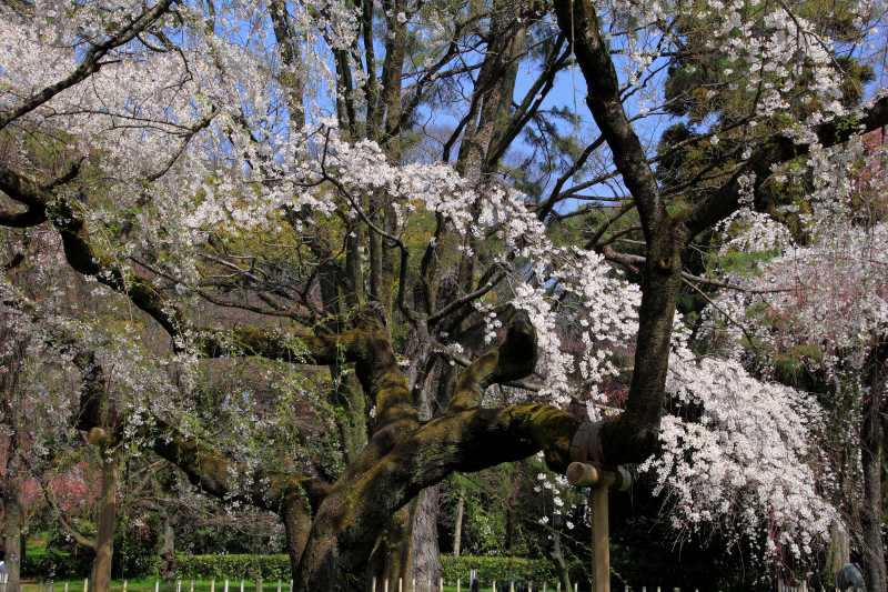 京都御苑_005.jpg