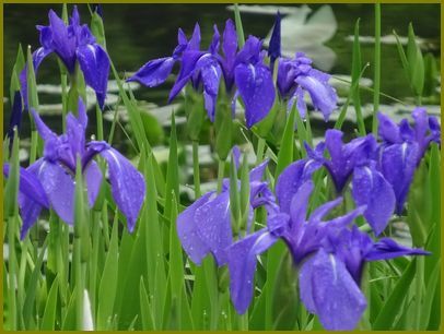 令和２年５月９日 杜若和服の美人我思ふ 花の歳時記 天南星の魅力 山野草 楽天ブログ