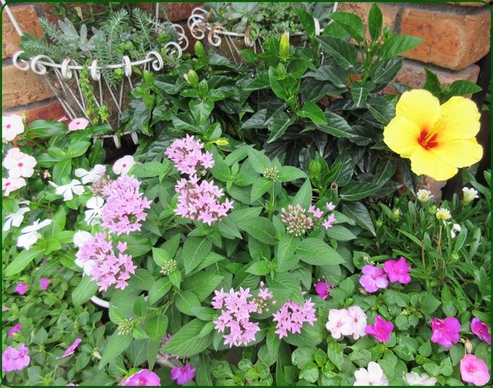 夏でも美しい５種類のペンタス花壇 ガザニアの夏越えと増やし方 狭い庭を花いっぱいにする育て方 楽天ブログ