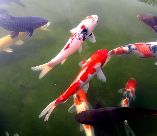 鯉は 日本古来の魚の顔をしているけど 外来魚である 私設見逃してもいい動物園 楽天ブログ