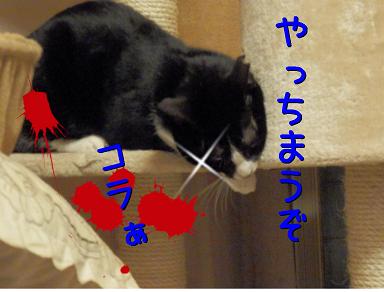八怒る.JPG