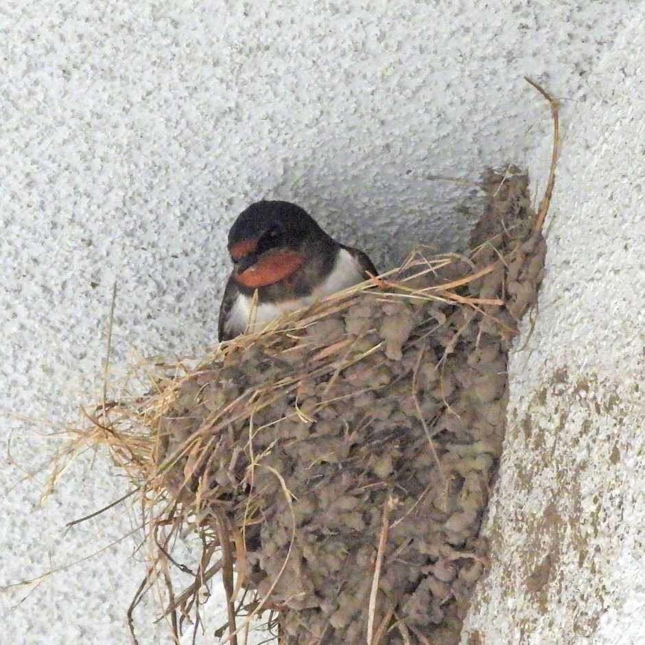 お散歩 野鳥観察168 ツバメ 名前は未だに無し 楽天ブログ