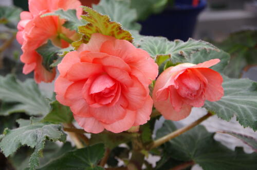 神代植物公園のベゴニア