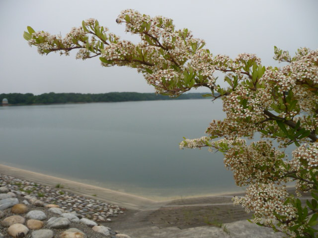 445 狭山湖