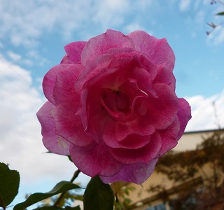 P1270006-ass.jpg
