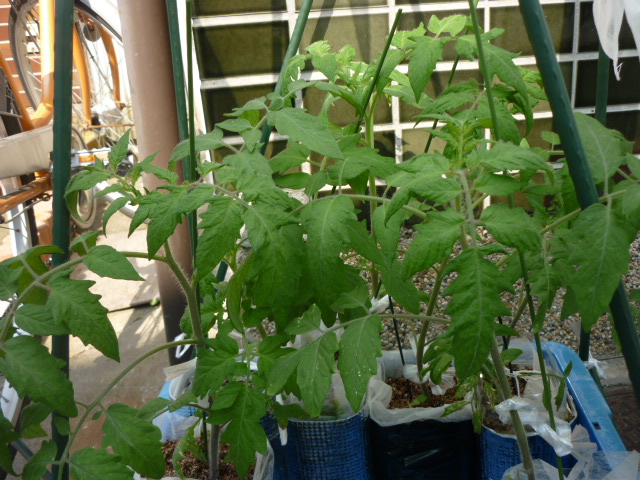 ペットボトル栽培　トマト　１２．５．１７