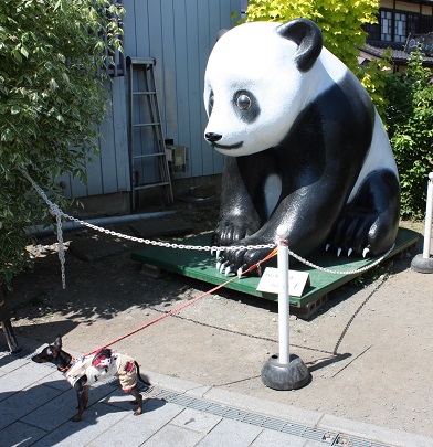 動物パンダ.jpg