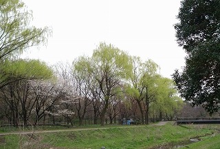 野川２.jpg
