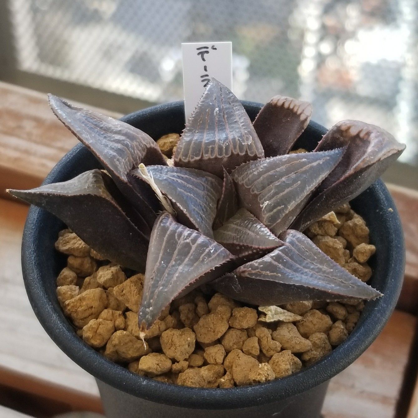 多肉植物　ハオルチア　バディア　デーライト　