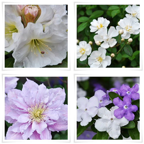 花４枚