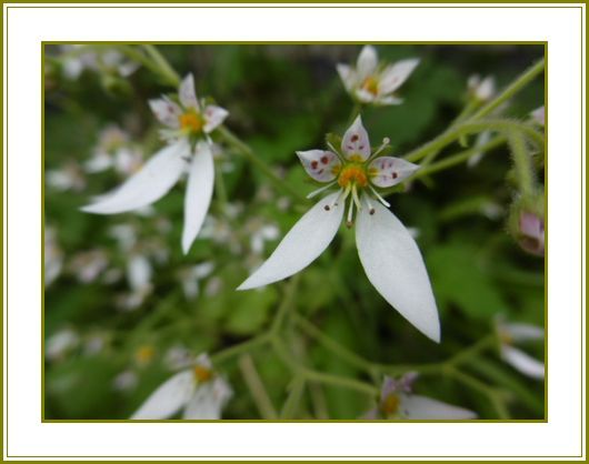 ６月５日 鴨足草リズミカルにも縺れおり 花の歳時記 天南星の魅力 山野草 楽天ブログ