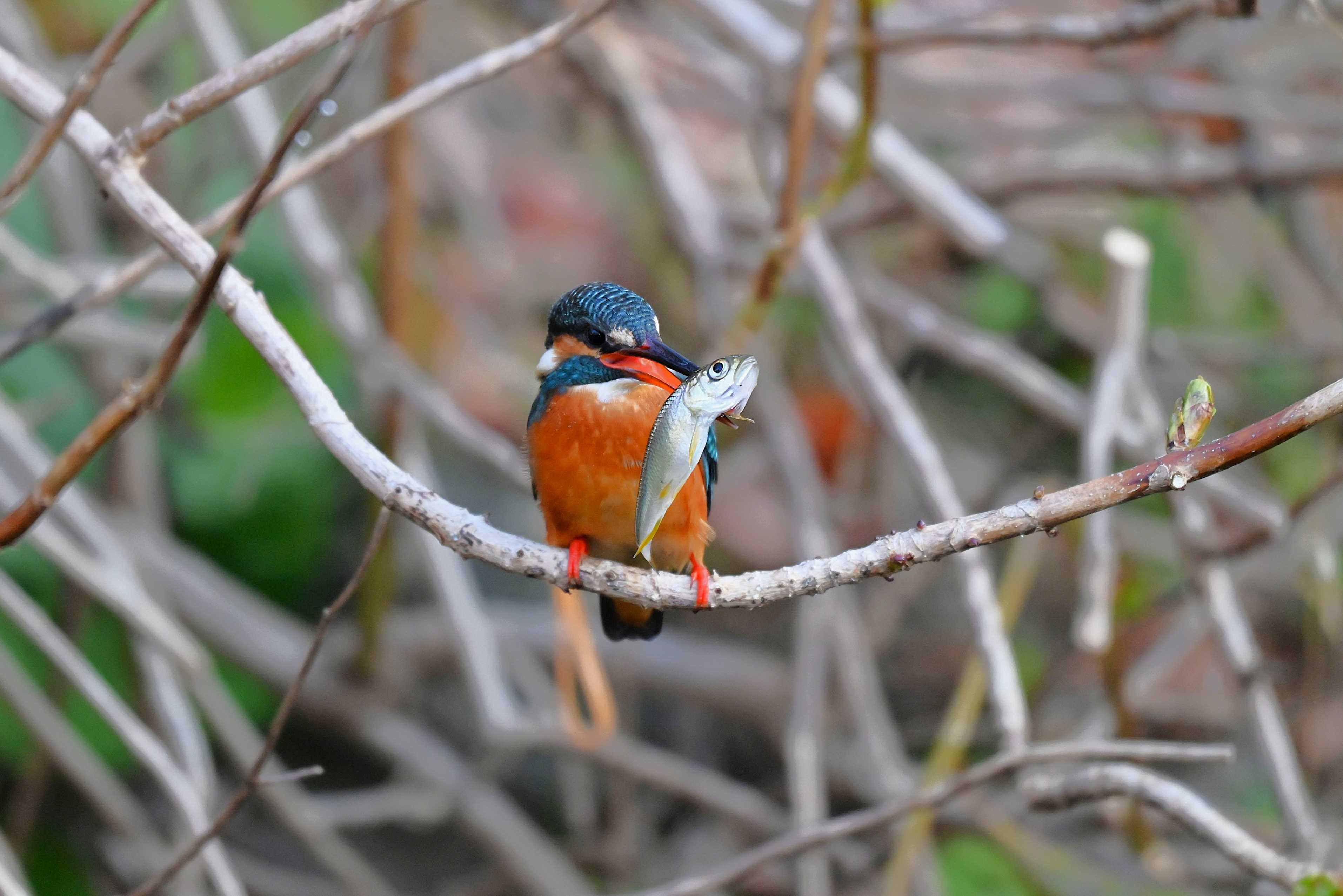 そこに　　翡翠が　　いるから・・