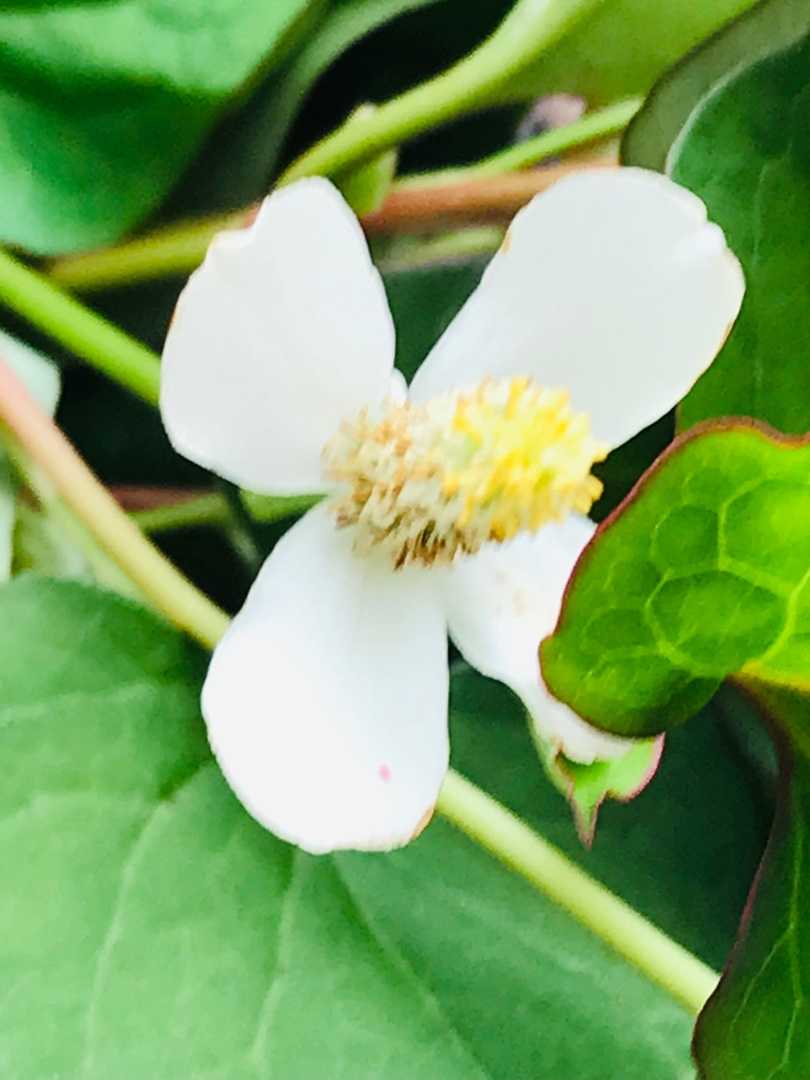 毒出し どくだみ風呂 でお肌すべすべ フットケアーサークル スマイルハート 楽天ブログ