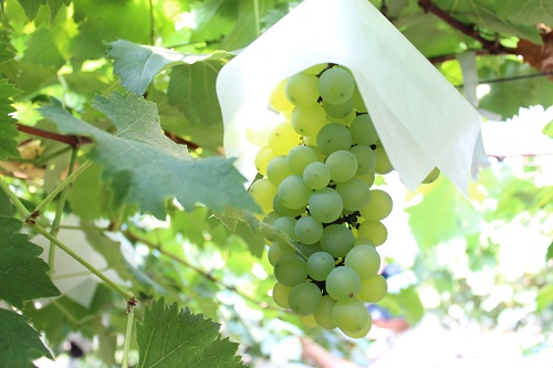 甲斐美嶺 (2).JPG