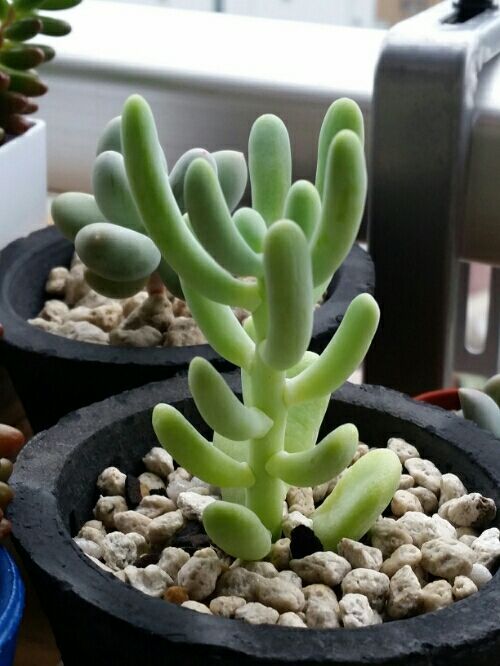 アラントイデスはやっぱりいいなあ。 デルオの多肉日記 楽天ブログ