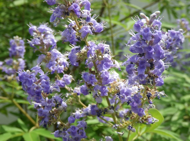 何の花
