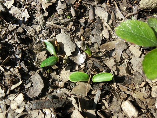 クリローニゲル