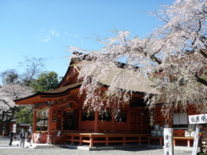桜と本殿300.jpg