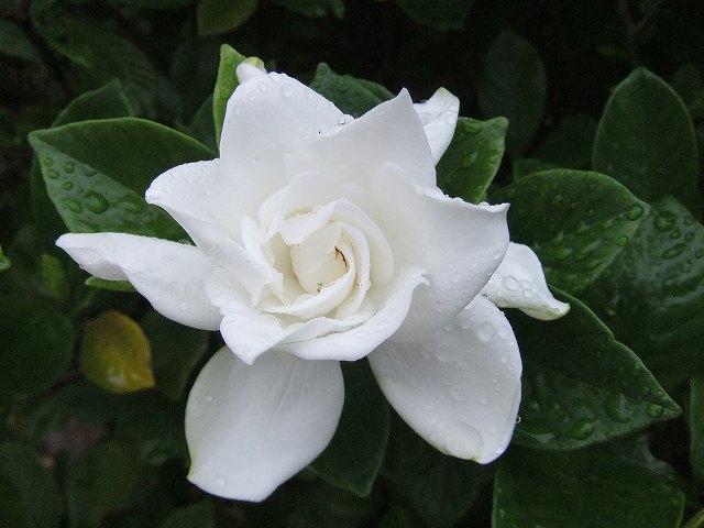 DSCF1298.jpg
