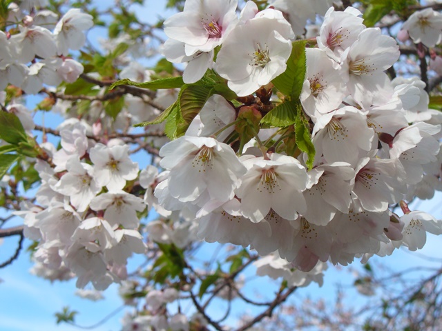 手宮公園桜２