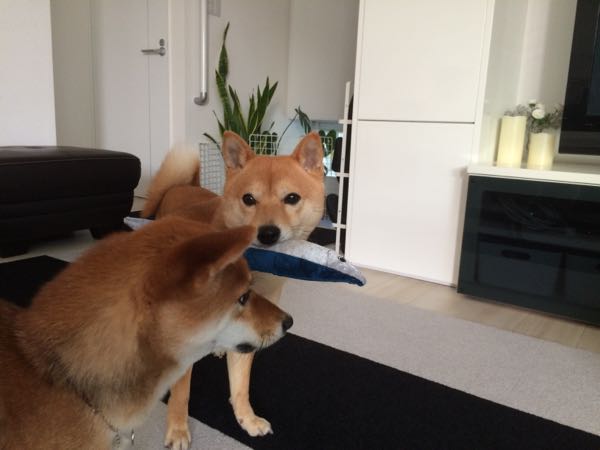 rblog-20160412234819-01.jpg