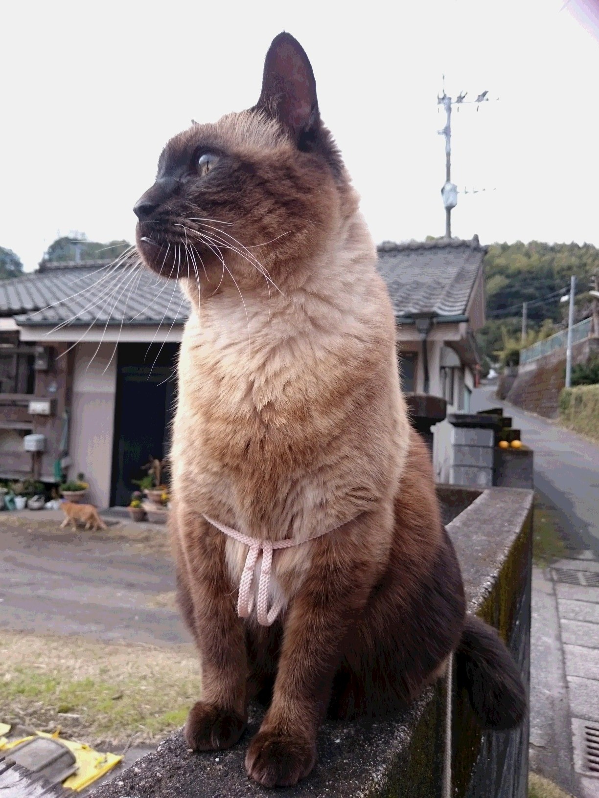 きらりんちょだよ