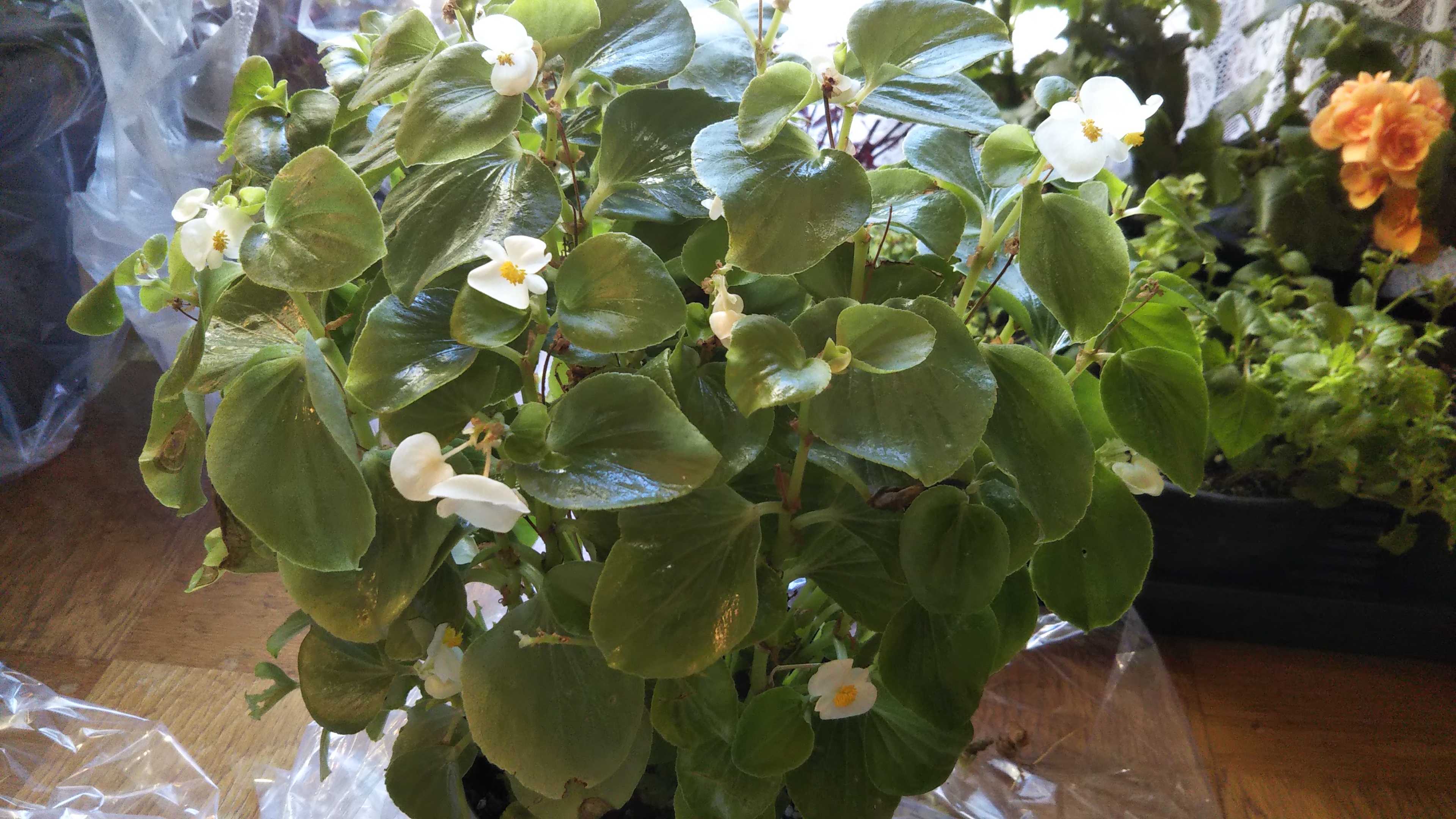 ビニールで冬越しのベゴニア腐る 不織布シートに変えました シェードガーデンと猫 楽天ブログ