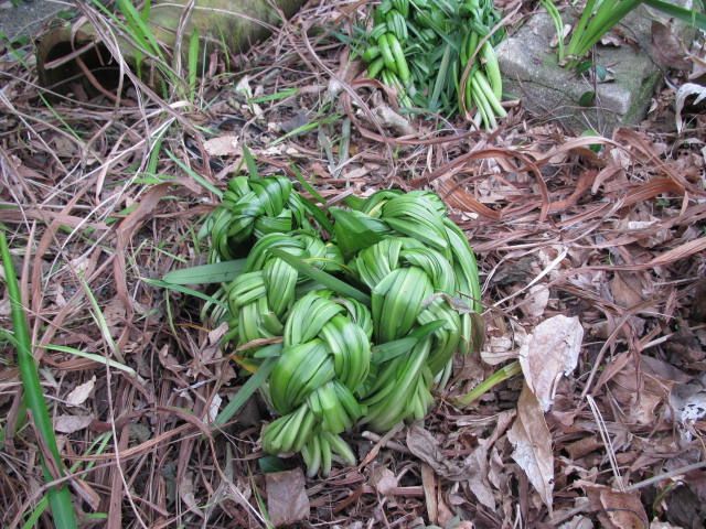 三つ編み作戦 園芸備忘録 楽天ブログ