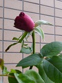 P1130277.JPG