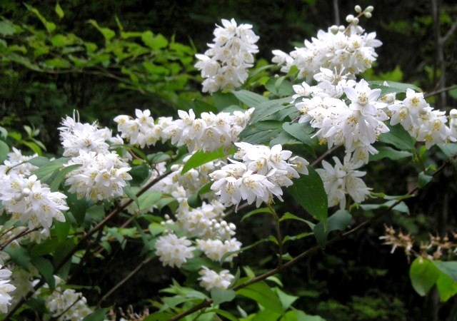 ウツギのお花いろいろ その2 | ジュラのお散歩花日記 - 楽天ブログ