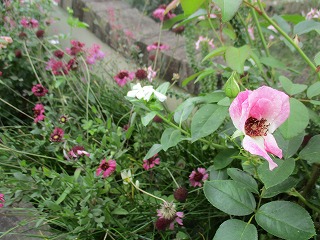 IMG_0792ss.jpg