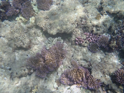 沖縄磯採集2013年7月下旬10　珊瑚礁　シュノーケリング