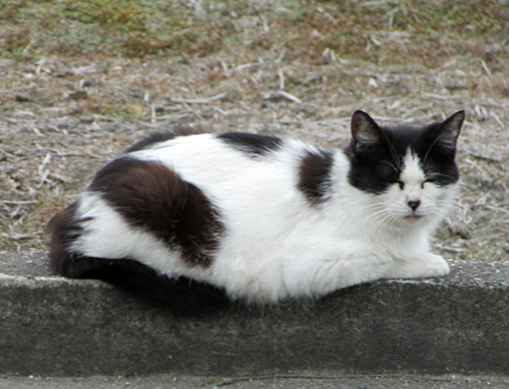 我が家のニャンコ♪2015/5/29-2