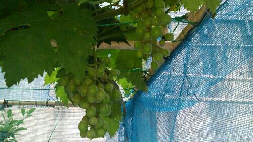 rblog-20150611235808-01.jpg