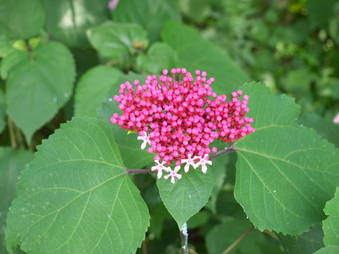 ボタンクサギ・一部開花