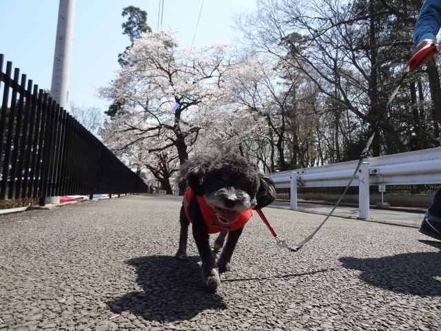 キキ