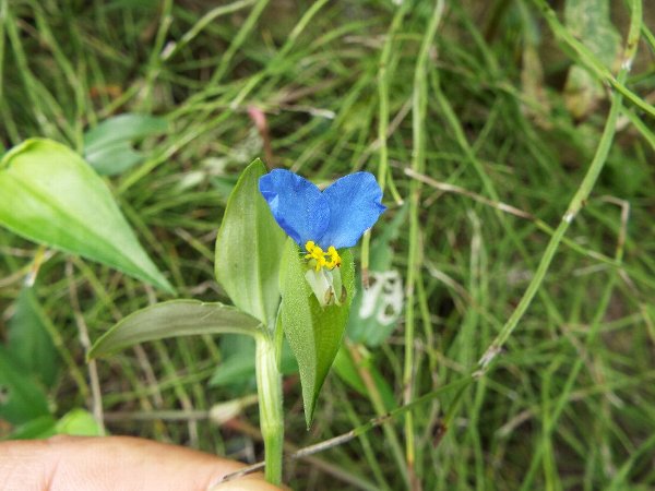 7-27 tsuyukusa-73-b.jpg