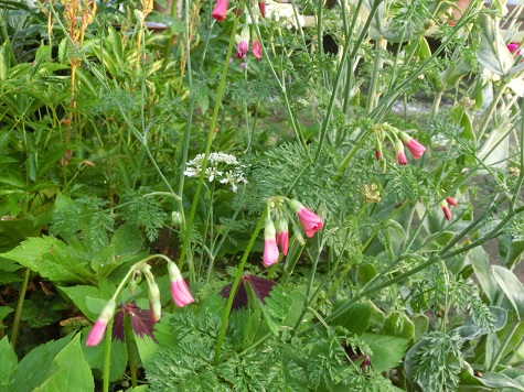 オキザリス・コロナリア