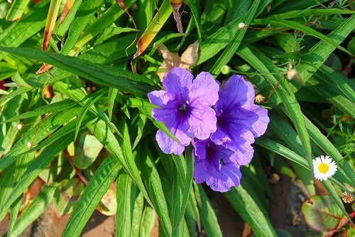 これも紫の夏の花でした おとっつぁん いろいろやっちょります 楽天ブログ