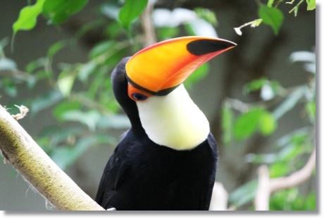 東京旅行-57 オニオオハシ-6 13.10.5