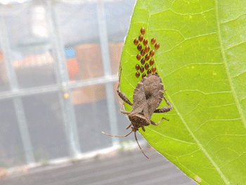 庭先の朝顔にカメムシが産卵中 尾上 茂 の日記 おのログ 楽天ブログ