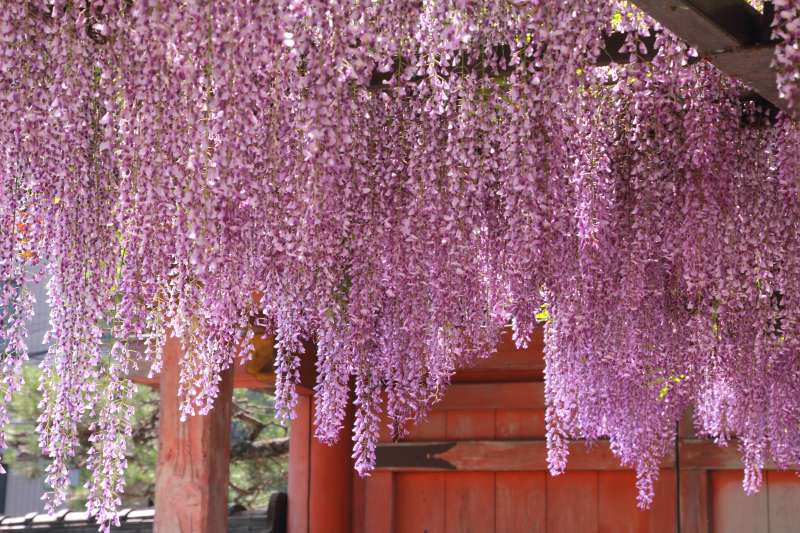 葛井寺の藤_007.jpg