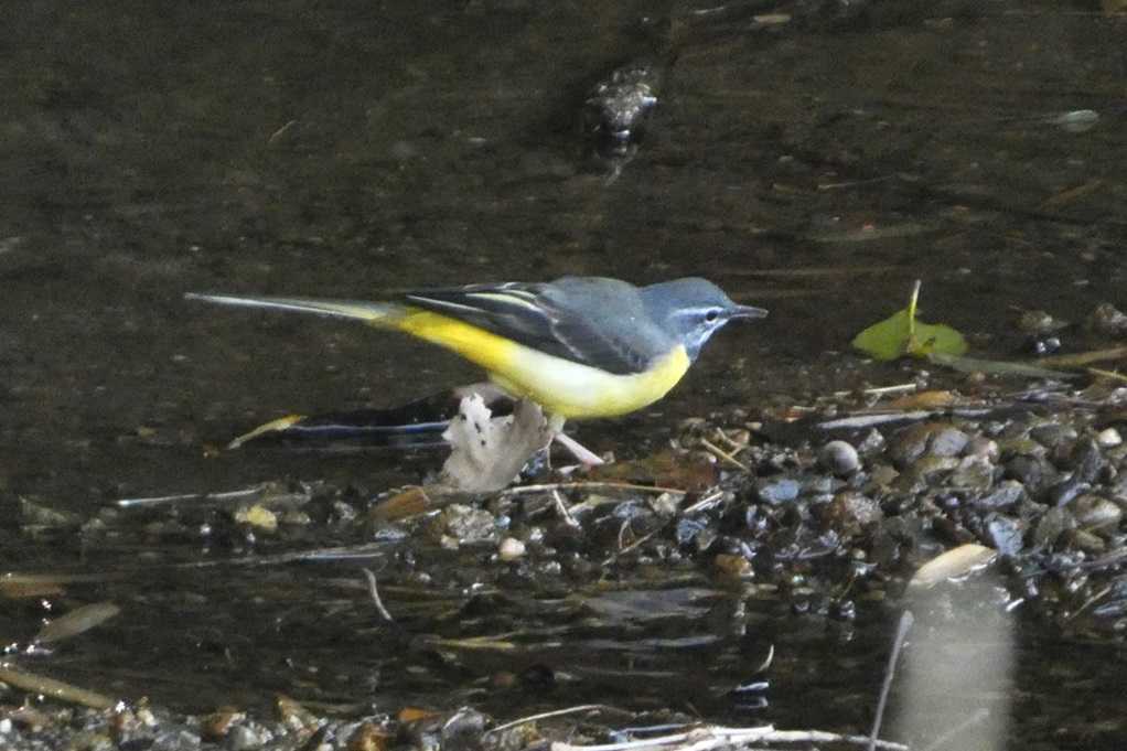 515